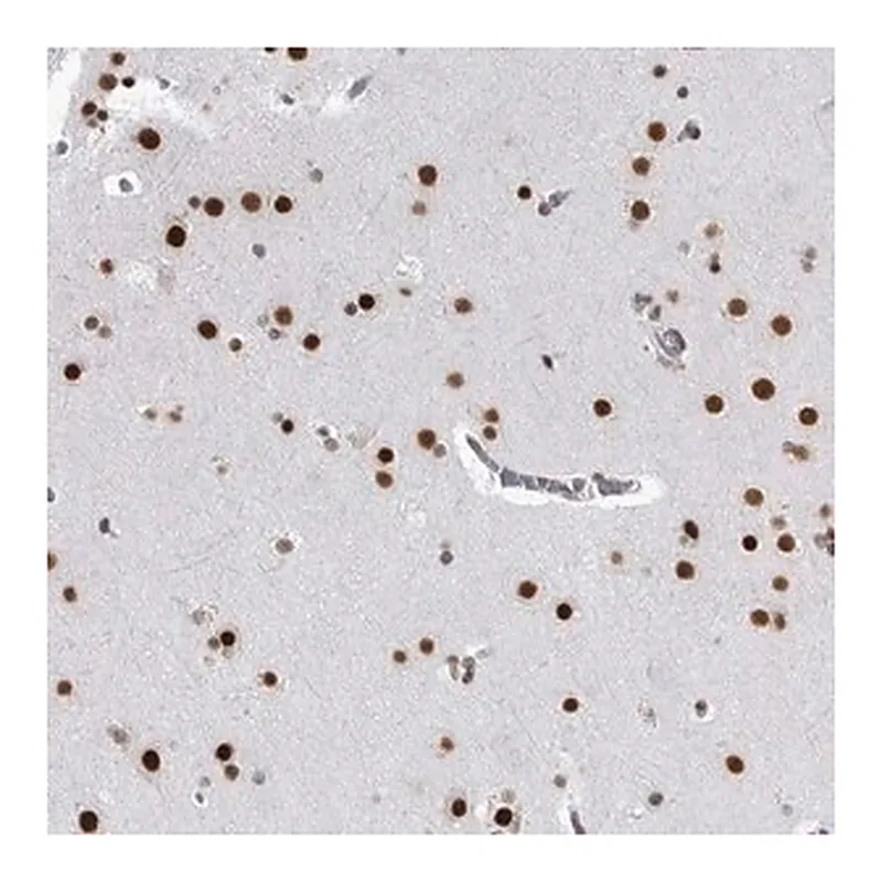 Merck Anti-RNF26 antibody produced in rabbit