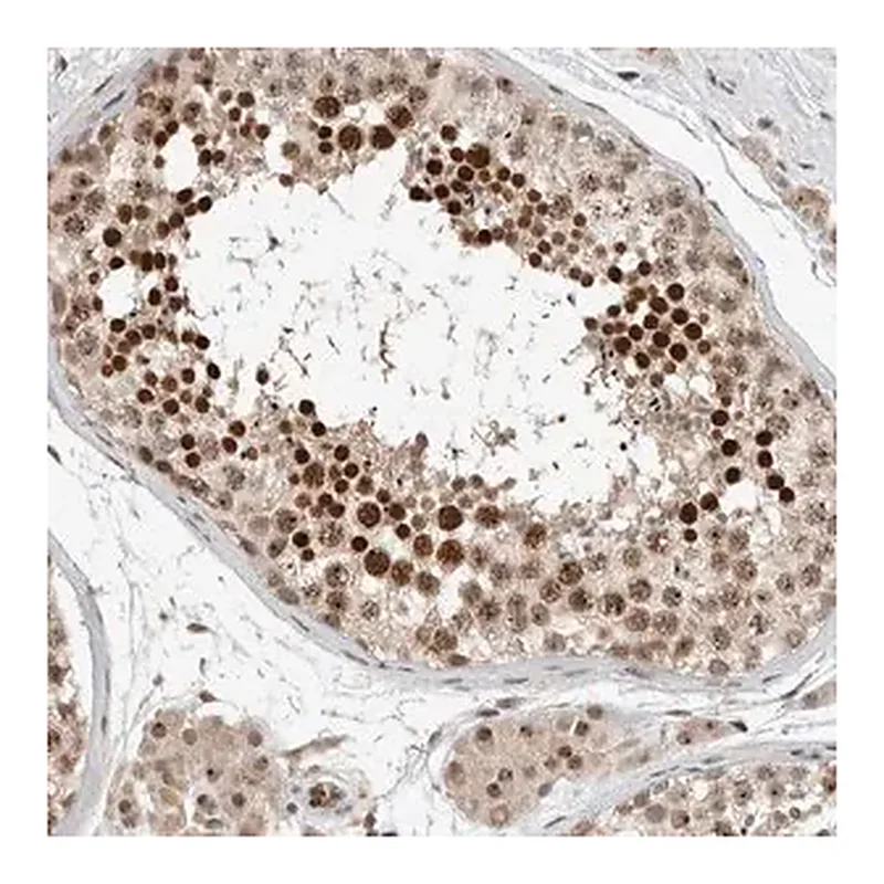 Merck Anti-ZFP91 antibody produced in rabbit