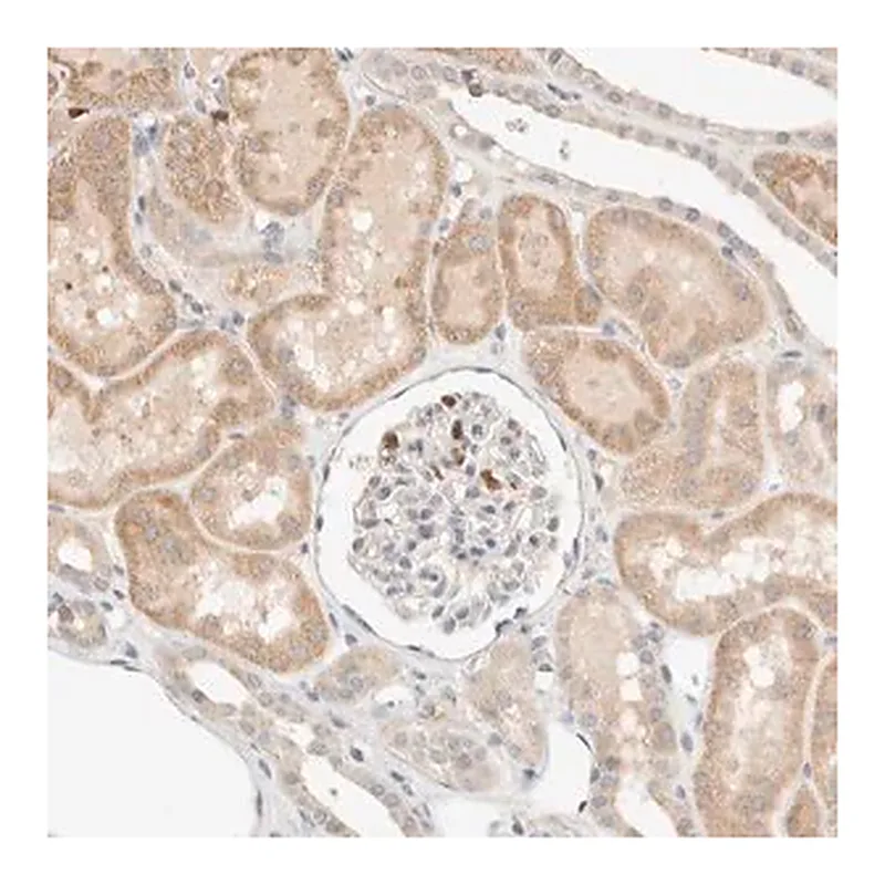 Merck Anti-TTC3 antibody produced in rabbit