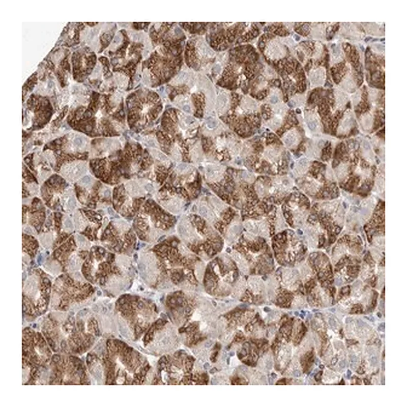 Merck Anti-TMEM245 antibody produced in rabbit