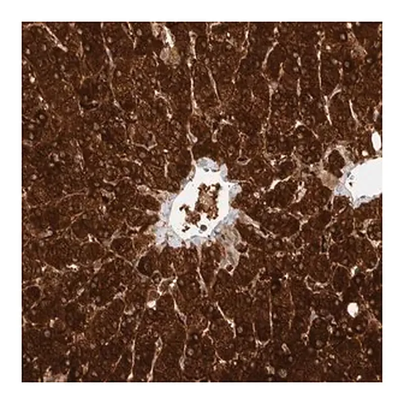 Merck Anti-ZNF567 antibody produced in rabbit