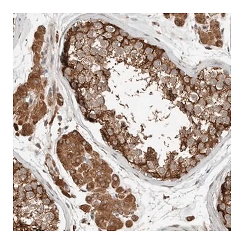 Merck Anti-NBR1 antibody produced in rabbit