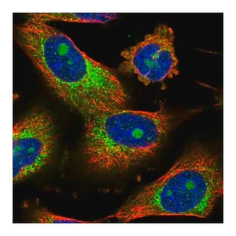 Merck Anti-CEP85 antibody produced in rabbit