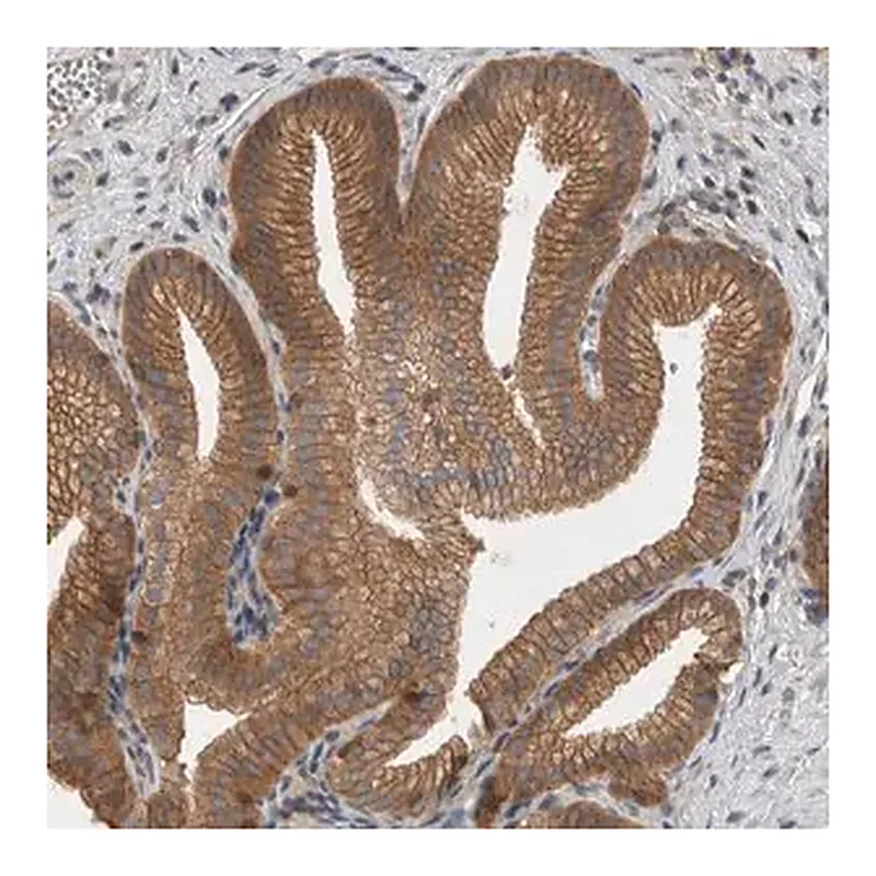 Merck Anti-SCARA5 antibody produced in rabbit