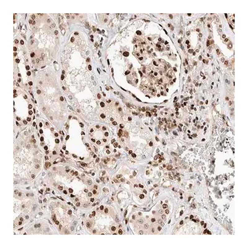 Merck Anti-TCF4 antibody produced in rabbit