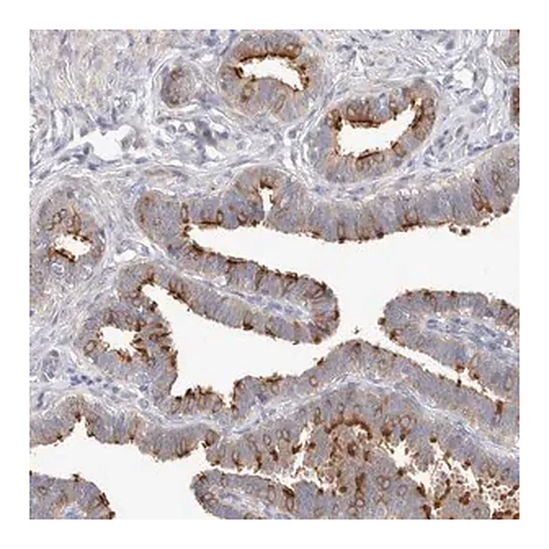 Merck Anti-IFT74 antibody produced in rabbit