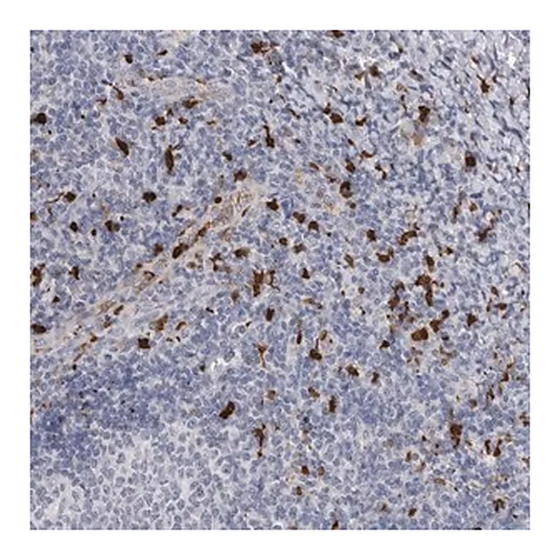 Merck Anti-CYB561D1 antibody produced in rabbit