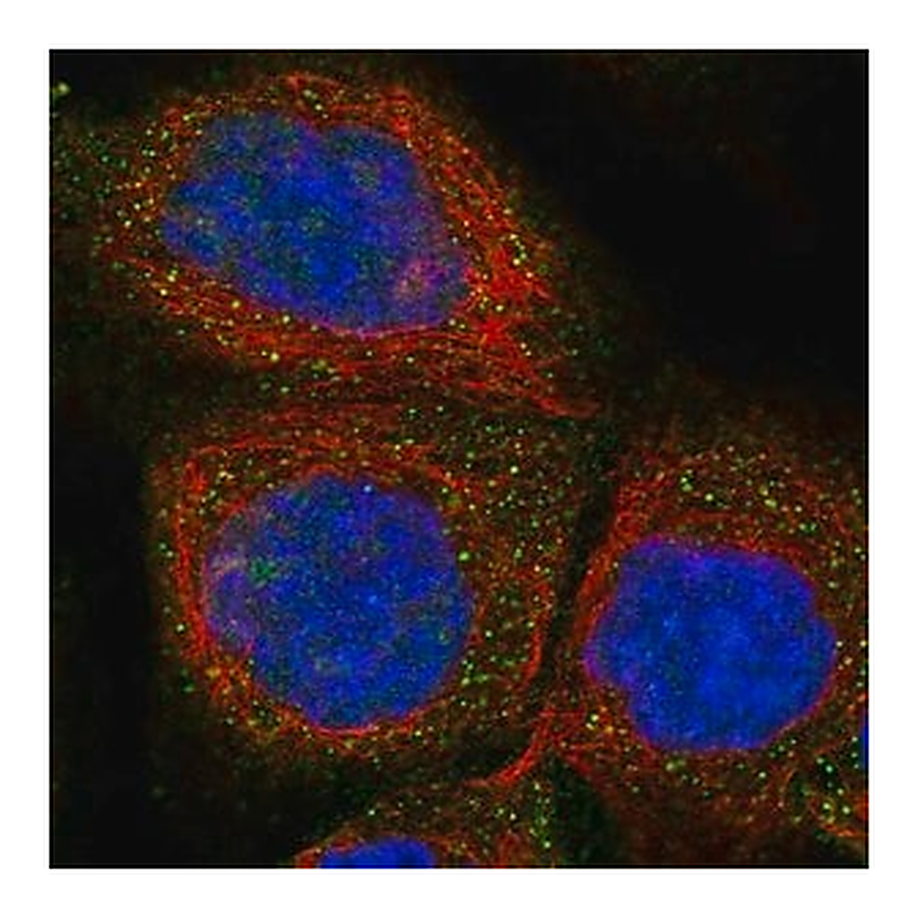 Merck Anti-FXYD1 antibody produced in rabbit