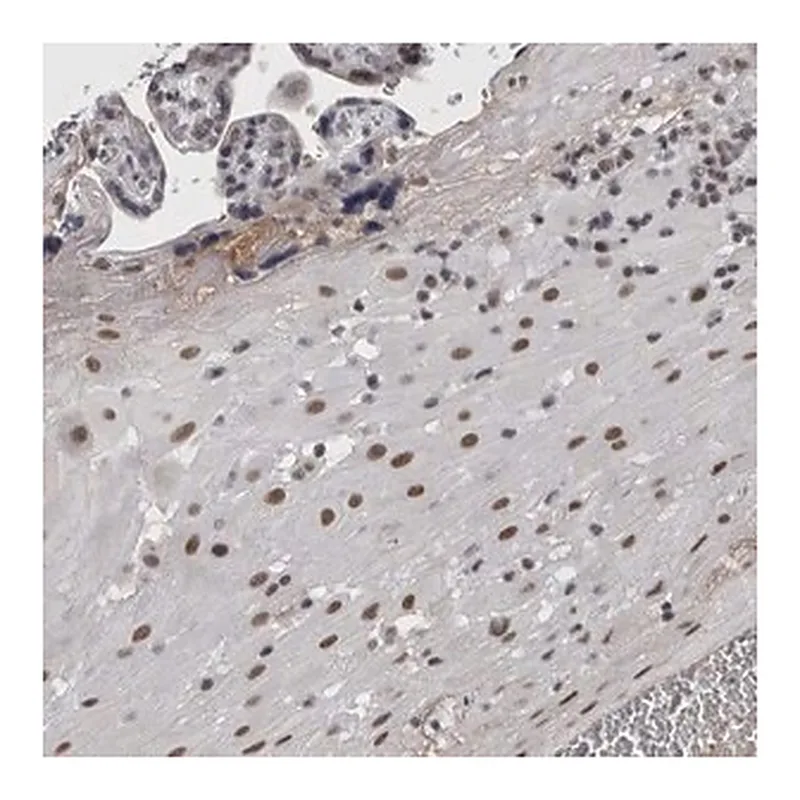 Merck Anti-ARID4B antibody produced in rabbit