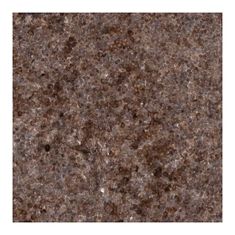 Merck Anti-RAB3GAP2 antibody produced in rabbit