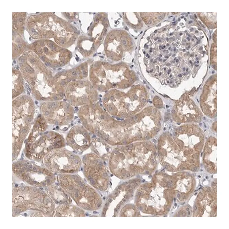 Merck Anti-VAC14 antibody produced in rabbit