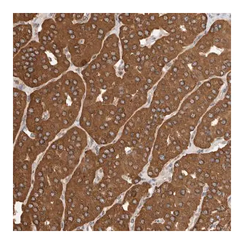 Merck Anti-IMMP2L antibody produced in rabbit