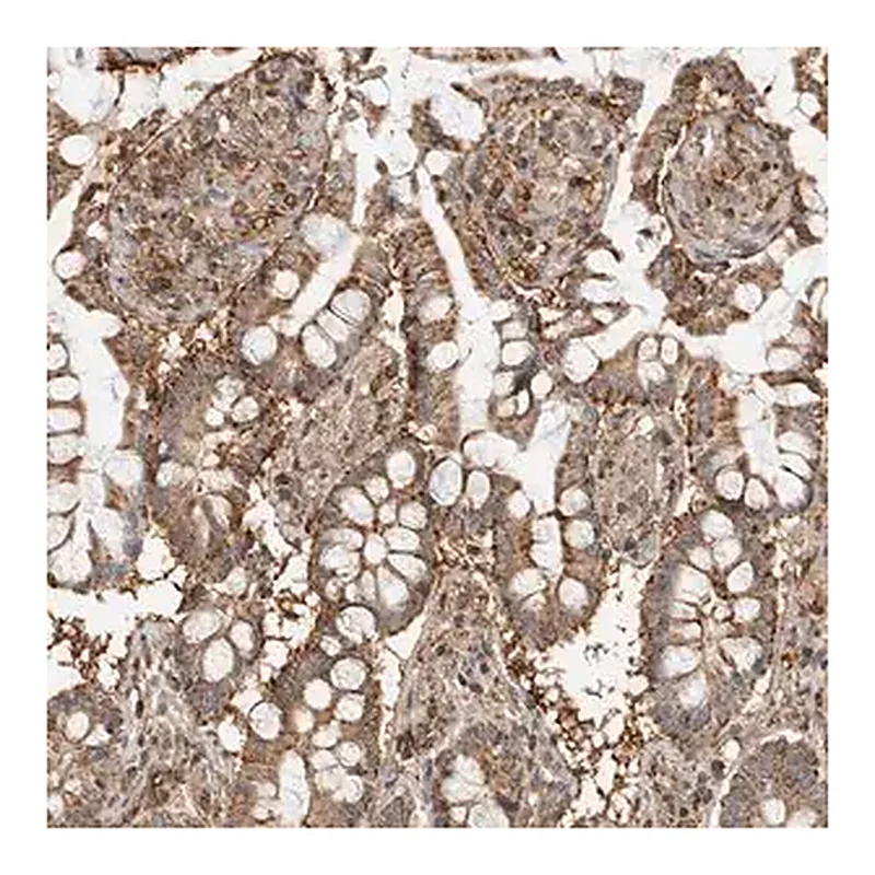 Merck Anti-ANXA11 antibody produced in rabbit