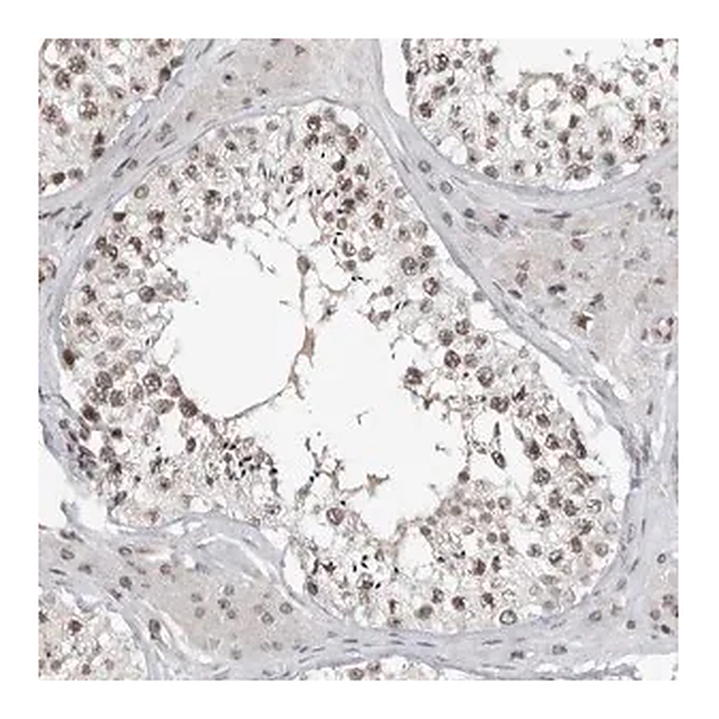 Merck Anti-TRIM66 antibody produced in rabbit