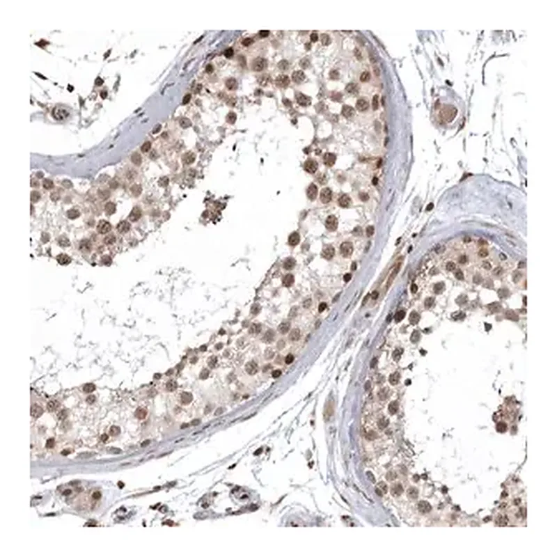 Merck Anti-ISG20L2 antibody produced in rabbit