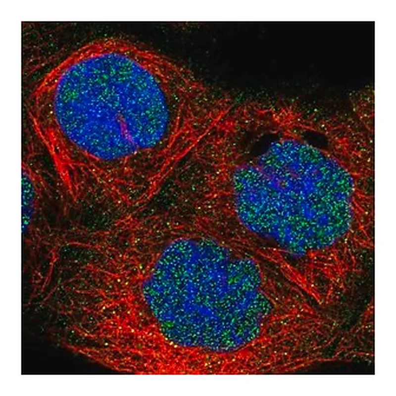 Merck Anti-FBXO11 antibody produced in rabbit