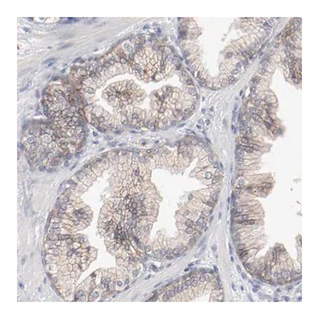 Merck Anti-ADRB2 antibody produced in rabbit