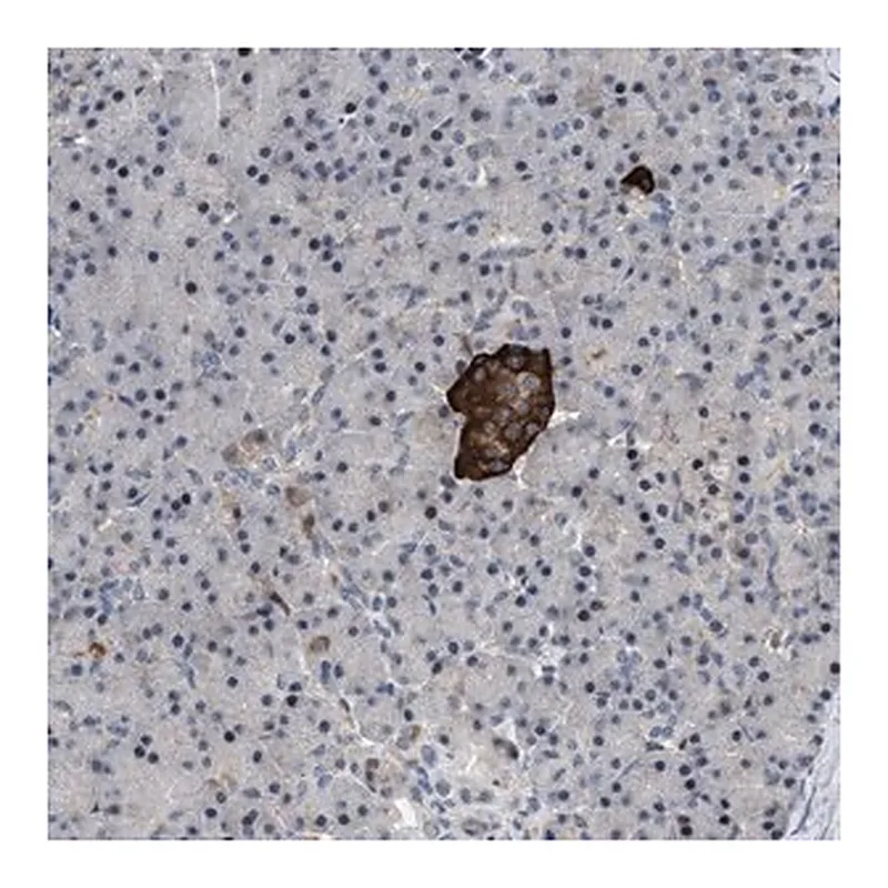 Merck Anti-ZDHHC15 antibody produced in rabbit