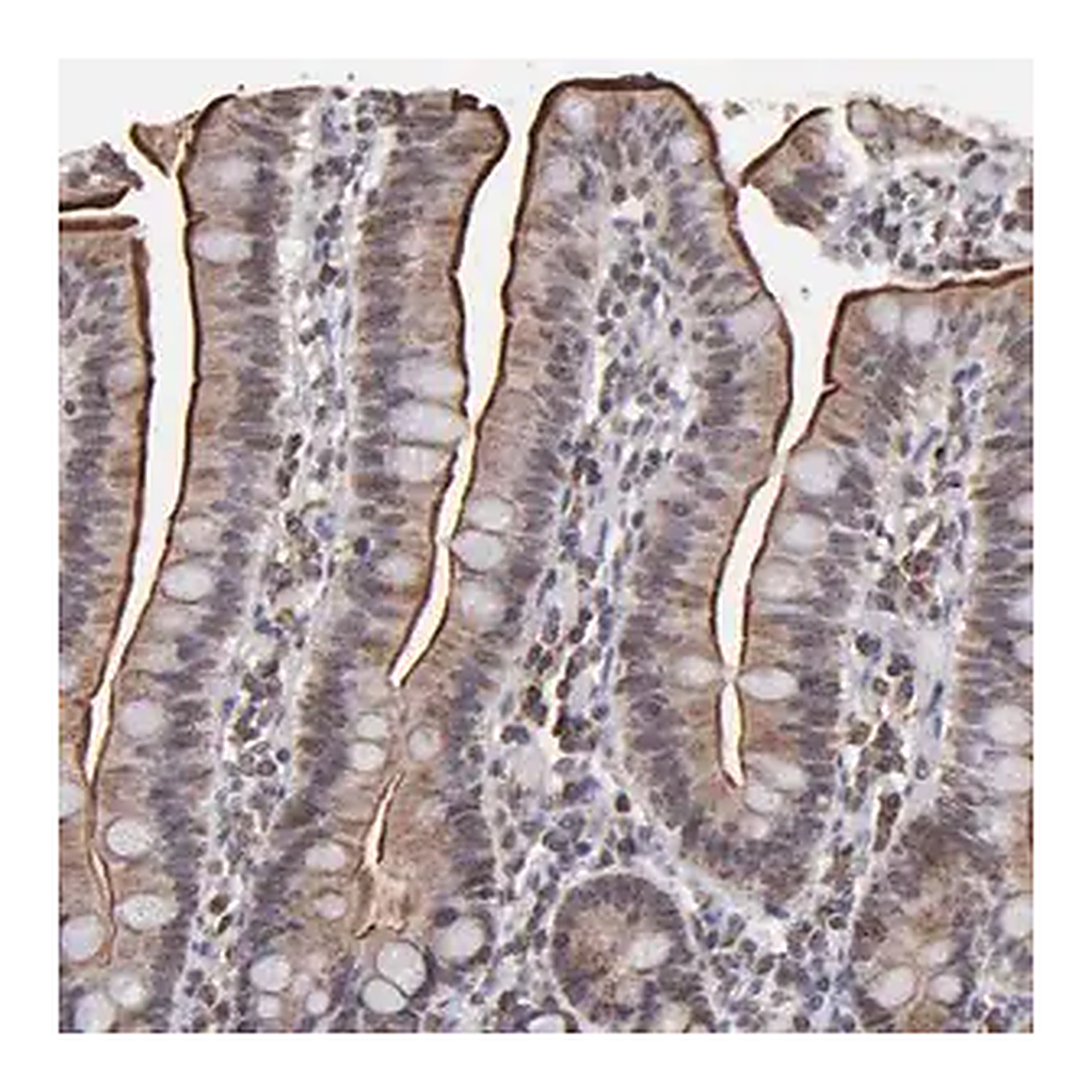 Merck Anti-SLC15A1 antibody produced in rabbit