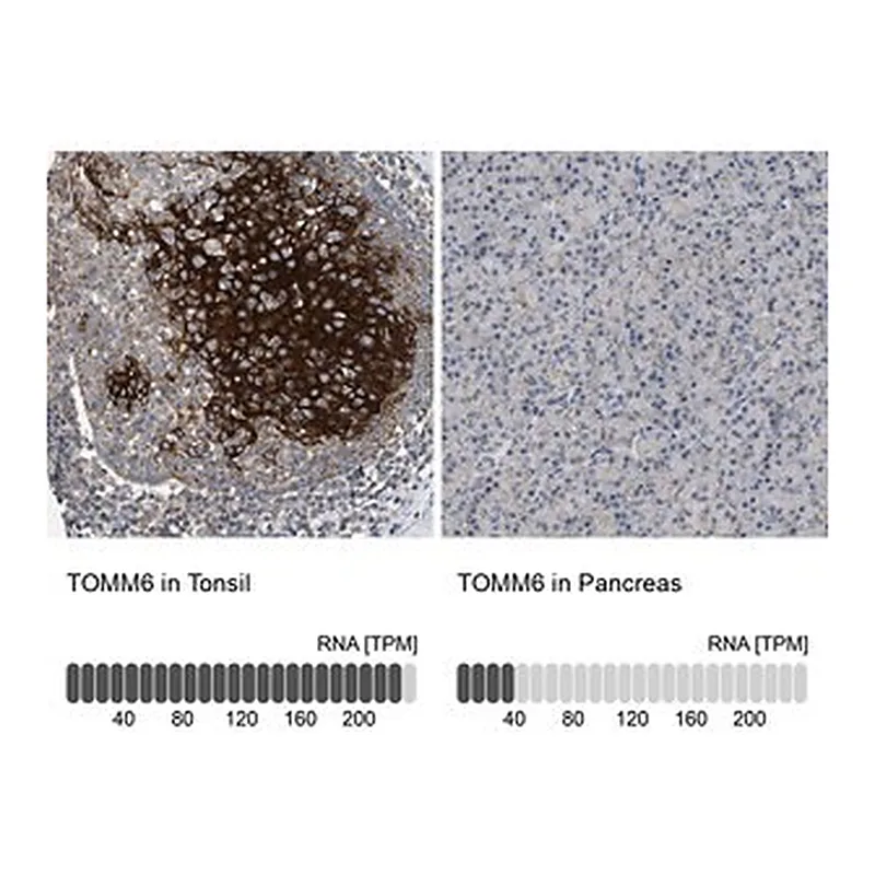 Merck Anti-TOMM6 antibody produced in rabbit
