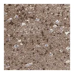 Merck Anti-ABTB2 antibody produced in rabbit