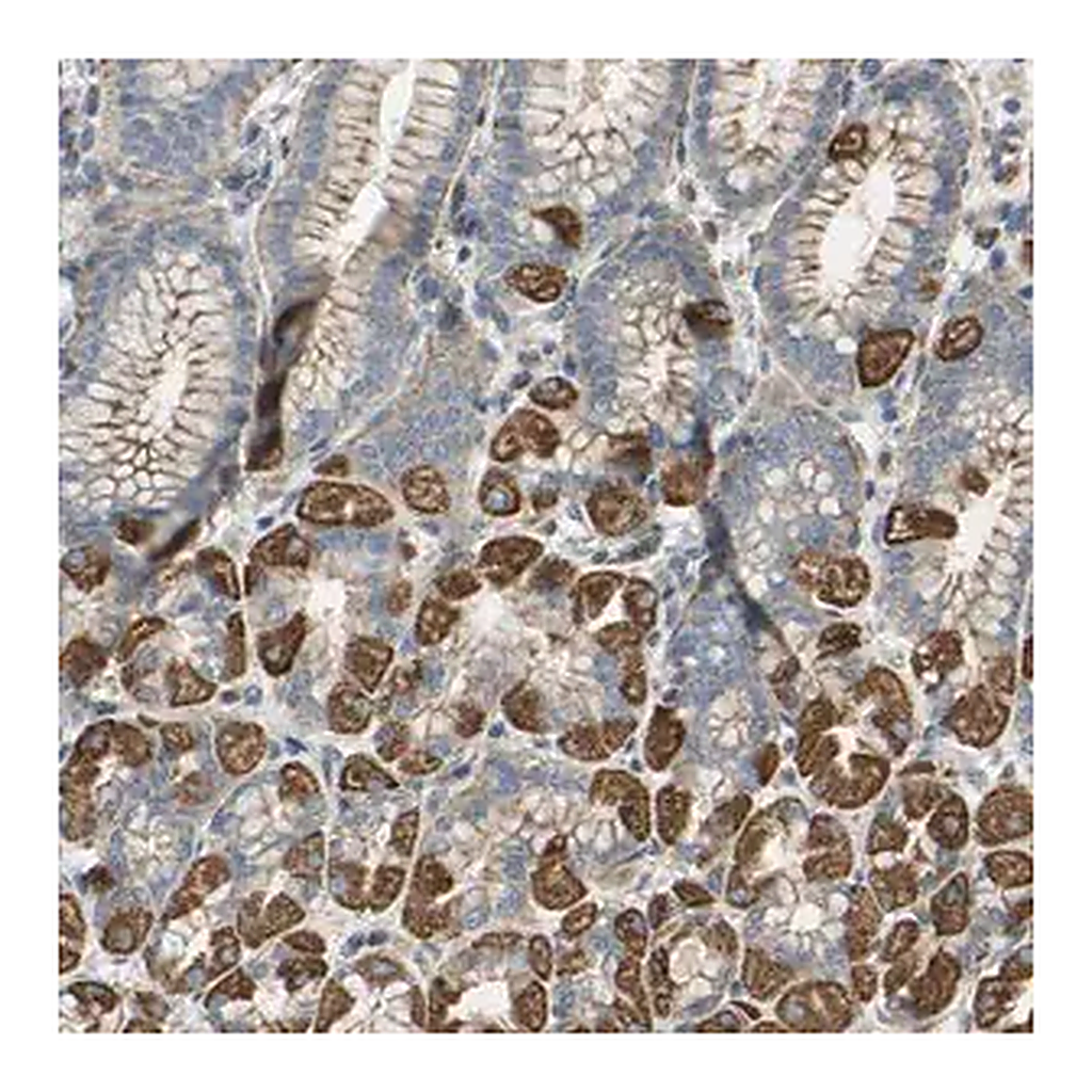 Merck Anti-FMN1 antibody produced in rabbit