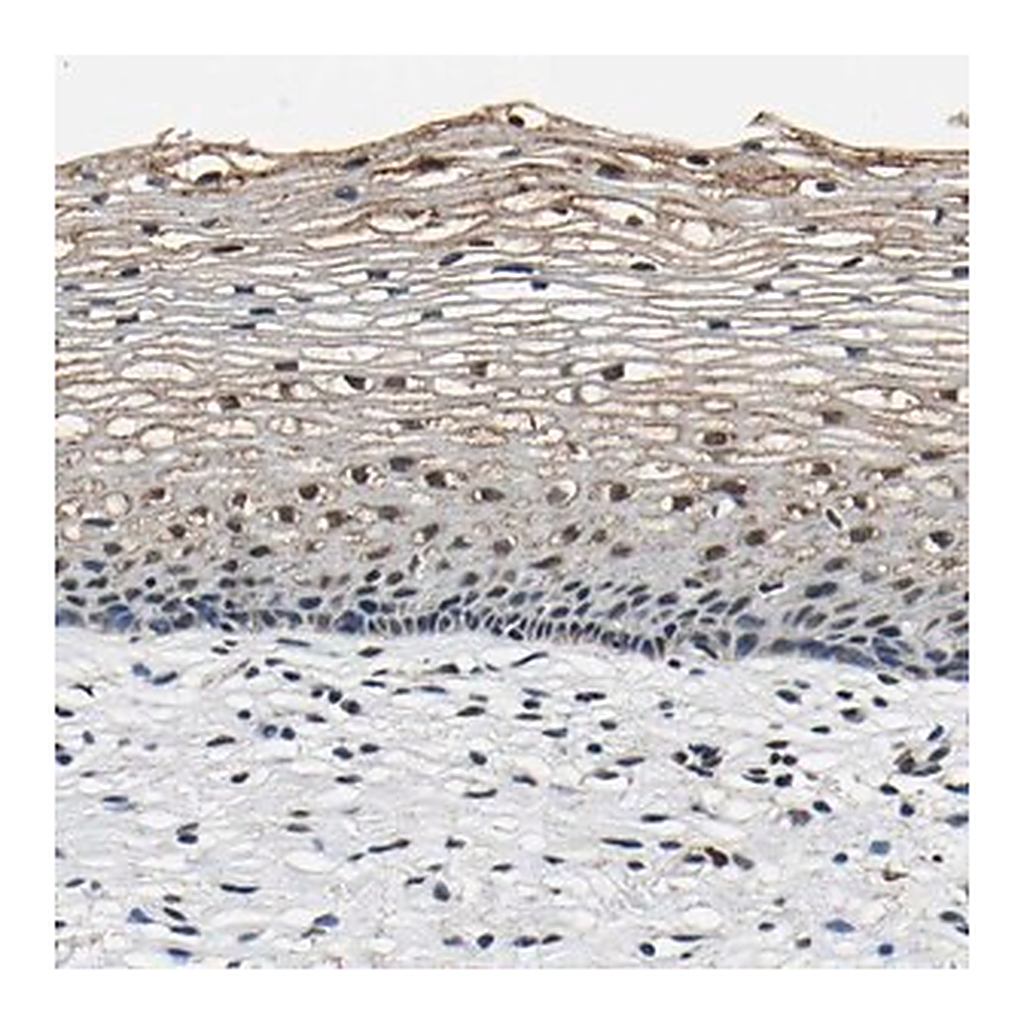 Merck Anti-SAFB antibody produced in rabbit