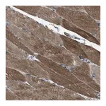 Merck Anti-SVIL antibody produced in rabbit