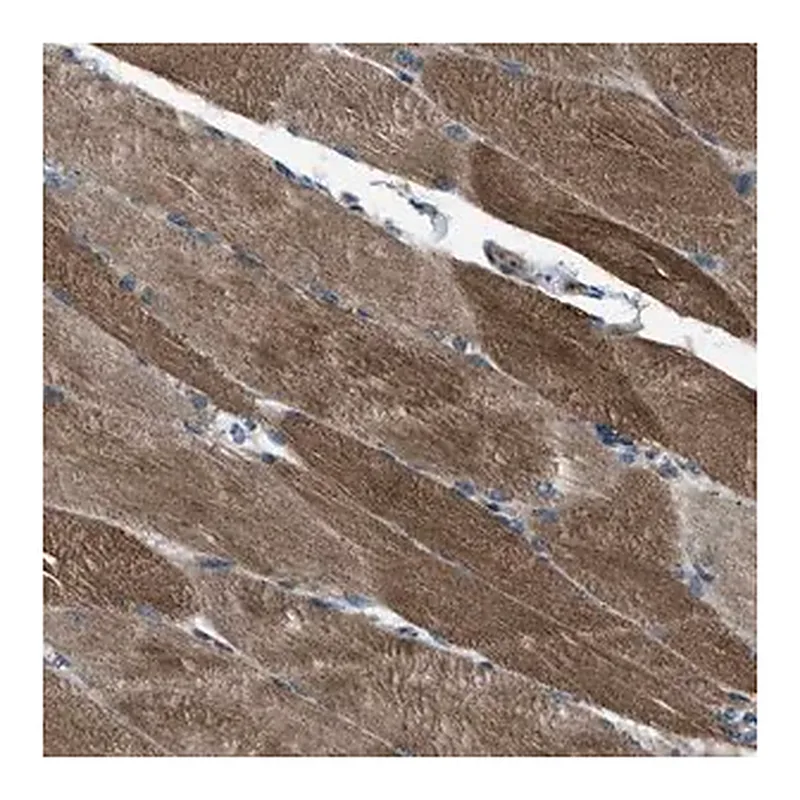 Merck Anti-SVIL antibody produced in rabbit