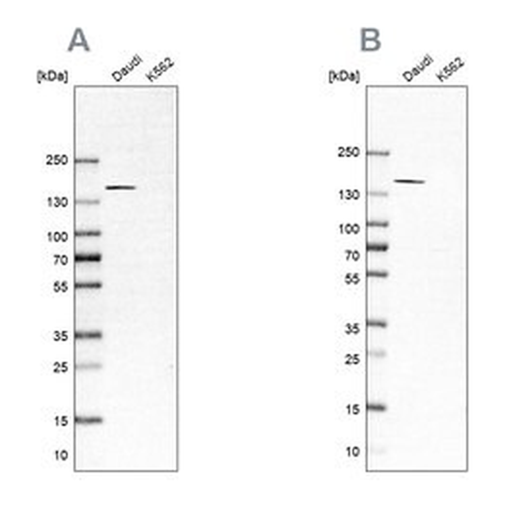 Merck Anti-PLCG2 antibody produced in rabbit