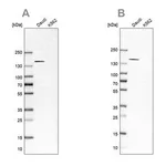Merck Anti-PLCG2 antibody produced in rabbit