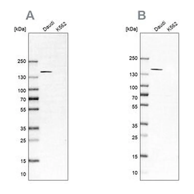 Merck Anti-PLCG2 antibody produced in rabbit