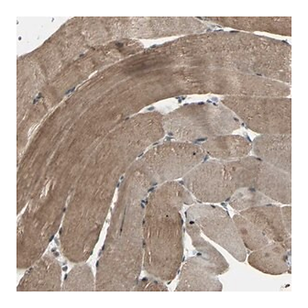 Merck Anti-UCHL5 antibody produced in rabbit