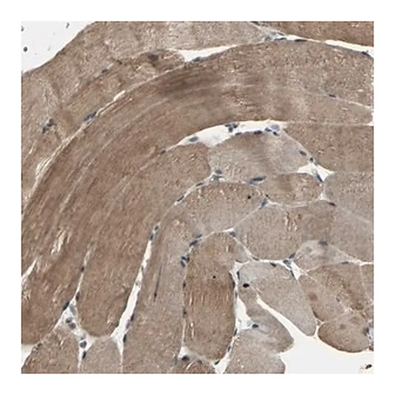 Merck Anti-UCHL5 antibody produced in rabbit