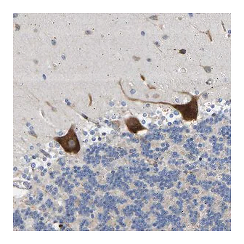 Merck Anti-AIMP2 antibody produced in rabbit