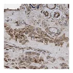 Merck Anti-SCUBE2 antibody produced in rabbit