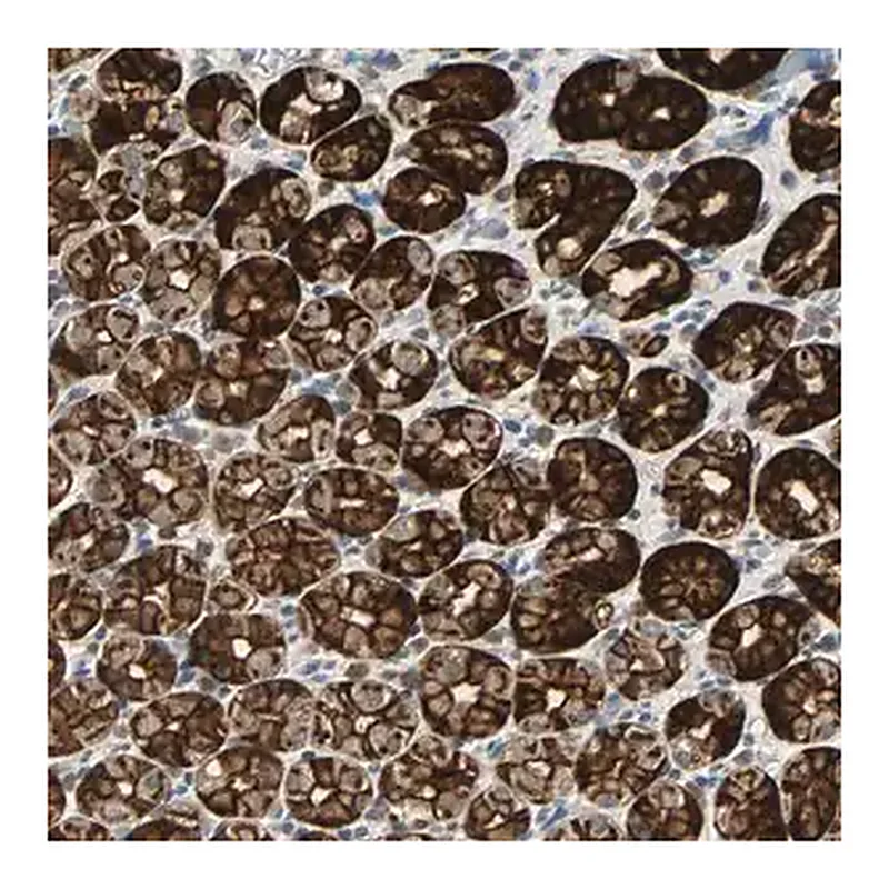 Merck Anti-CMC2 antibody produced in rabbit
