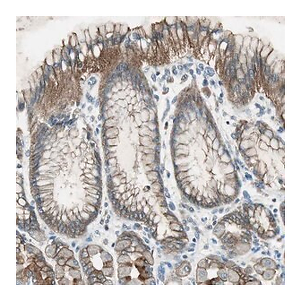 Merck Anti-NKAIN1 antibody produced in rabbit