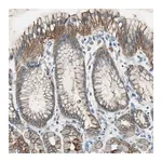 Merck Anti-NKAIN1 antibody produced in rabbit