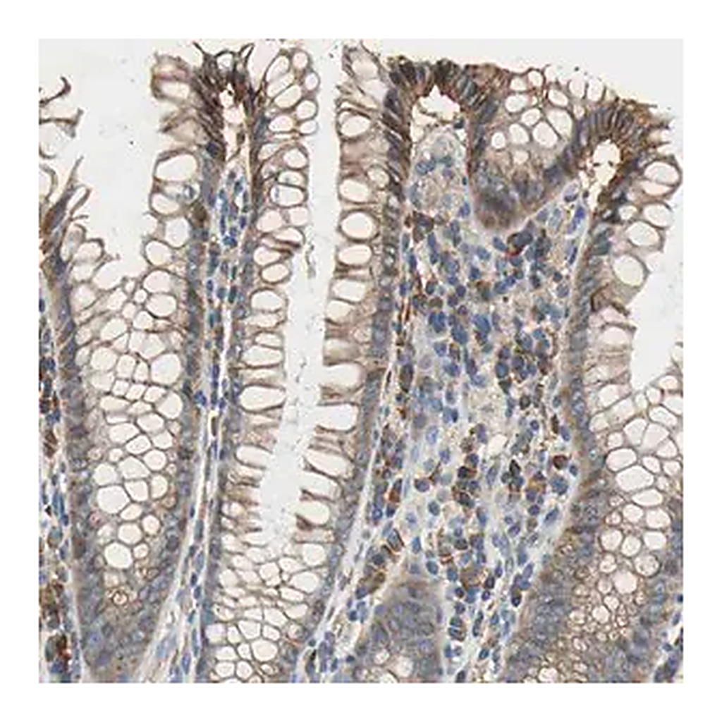 Merck Anti-HEPH antibody produced in rabbit