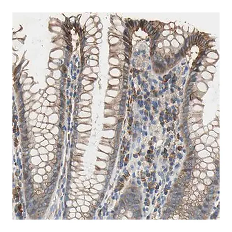 Merck Anti-HEPH antibody produced in rabbit
