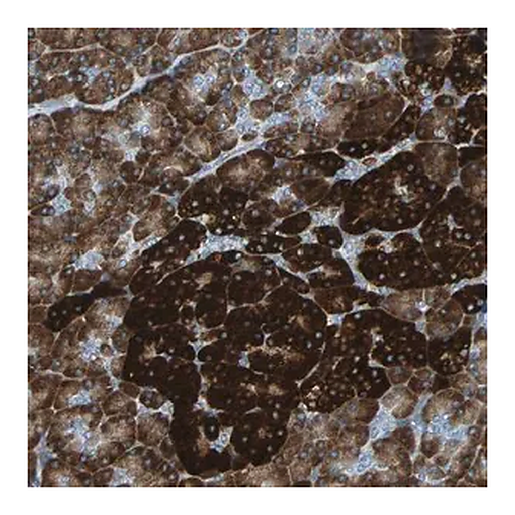 Merck Anti-PDIA4 antibody produced in rabbit