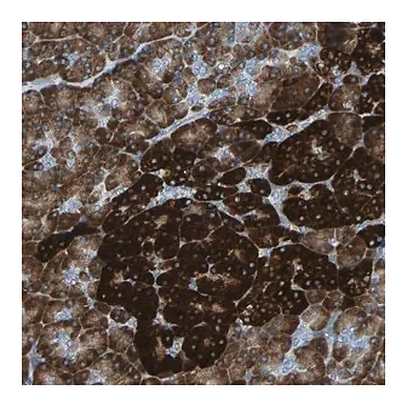 Merck Anti-PDIA4 antibody produced in rabbit