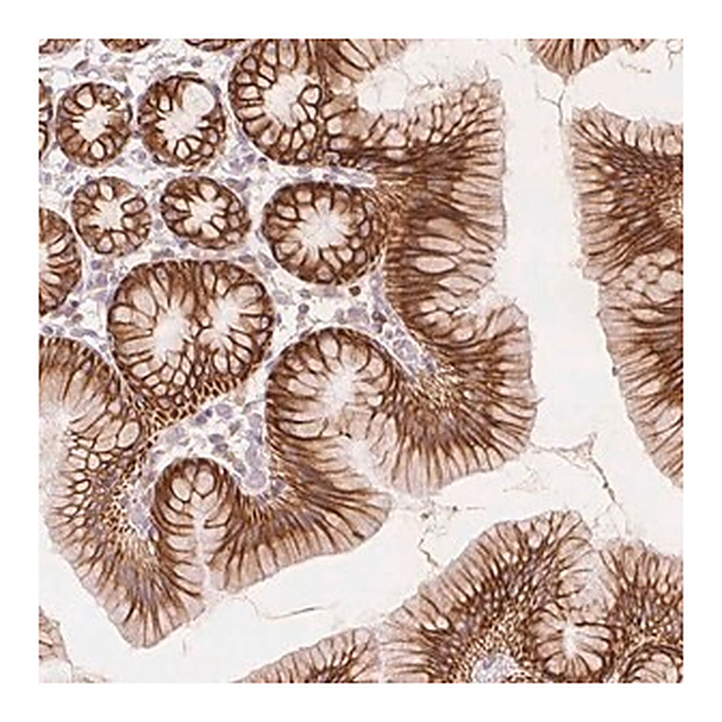 Merck Anti-SCTR antibody produced in rabbit