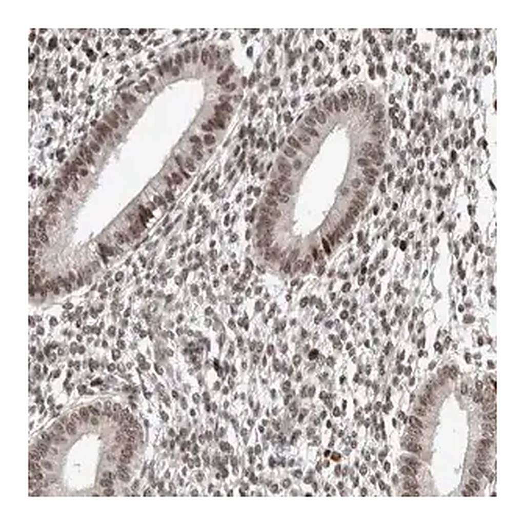 Merck Anti-CHD4 antibody produced in rabbit