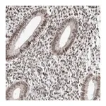 Merck Anti-CHD4 antibody produced in rabbit