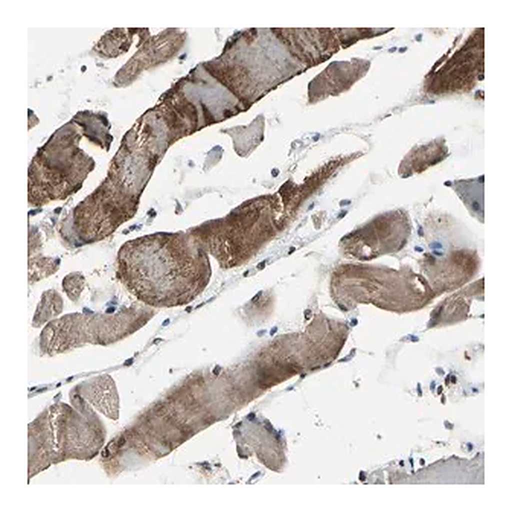 Merck Anti-HIPK2 antibody produced in rabbit