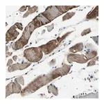 Merck Anti-HIPK2 antibody produced in rabbit