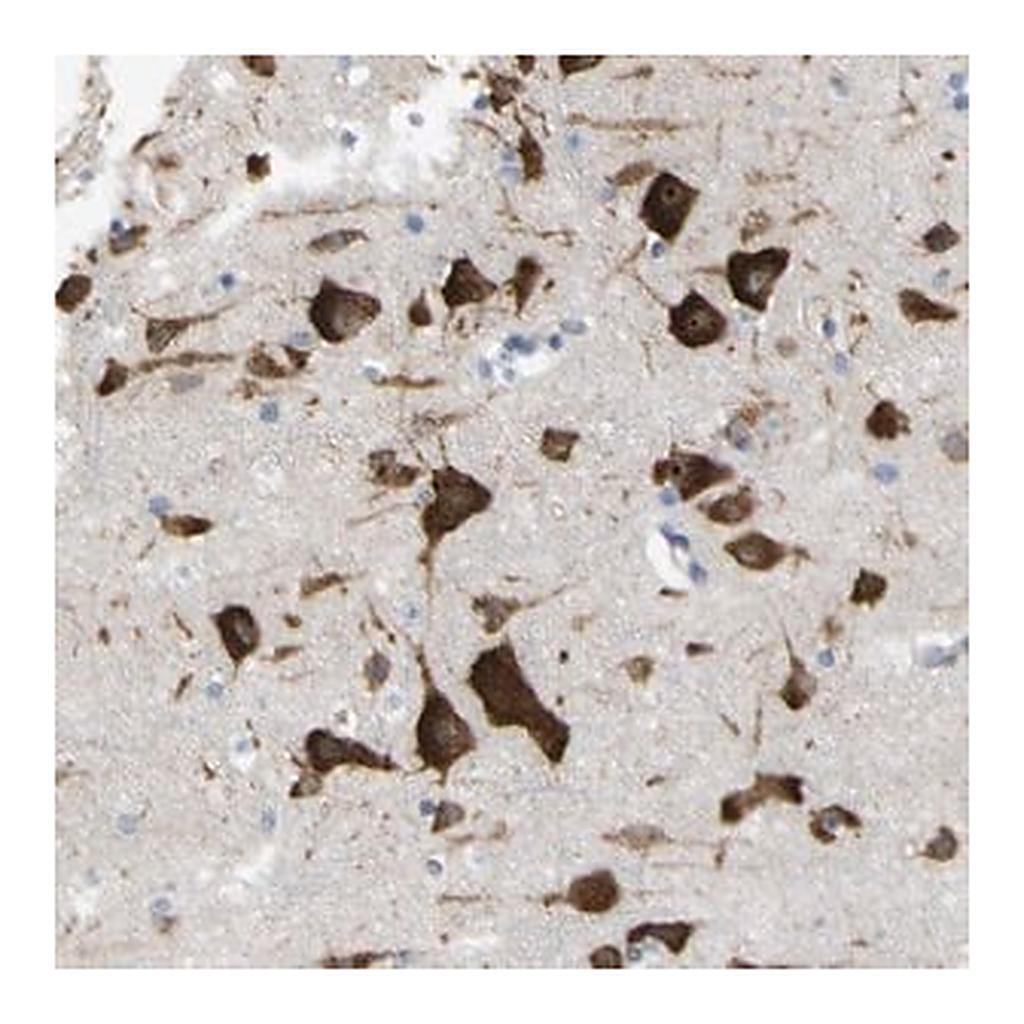 Merck Anti-MYEOV antibody produced in rabbit