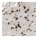 Merck Anti-MYEOV antibody produced in rabbit